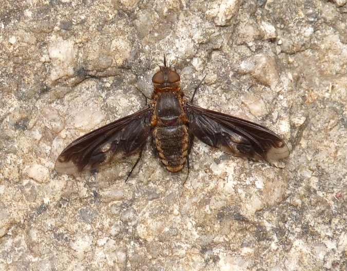 Heteralonia megerlei (Bombyliidae)